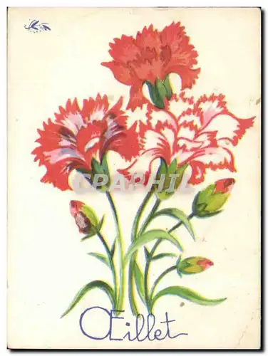 Fleurs Oeillet - Carnation - Image