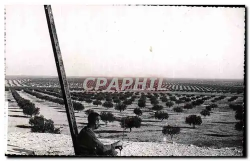 Cartes postales moderne Tunisie Sfax La foret des oliviers