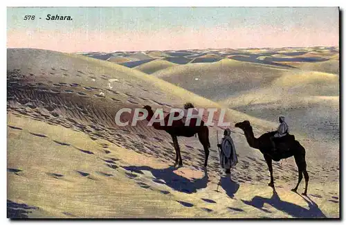 Ansichtskarte AK Tunisie Sahara desert Chameau Camel