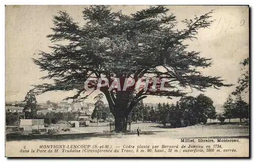 Cartes postales Montigny Lencoup Cedre plante par Bernard de Jussieu en 1734 dans le parc de M Trudaine