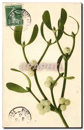 Fetes - Voeux - houx - holly - Ansichtskarte AK