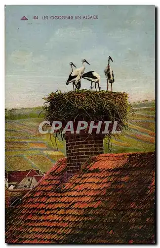 Alsace - Les Cigognes en Alsace - oiseau - bird - Cartes postales