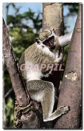 Animaux et Faune - Jeune Singe - Young Monkey - Cartes postales