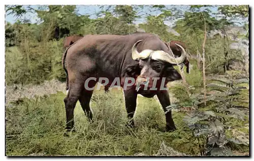 Animaux et Faune - Buffle Noir - Black Buffalo - Cartes postales