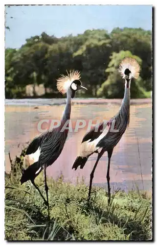 Animaux et Faune - Faune Africaine - Grues Couronnees - Cartes postales