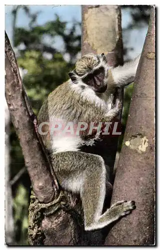 Animaux - Faune - Jeune Singe - Young Monkey - Ansichtskarte AK