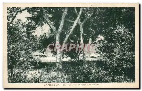 Afrique - Africa - Cameroun - Un coin de Foret a Batouri - Cartes postales