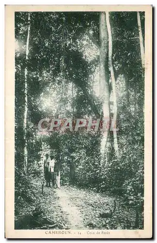 Afrique - Africa - Cameroun - Un Coin de Foret - Cartes postales