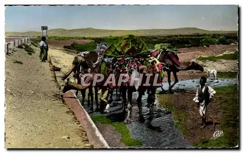 Cartes postales Afrique Scenes et types Caravane se desalterant a un point d eau Chameau Camel