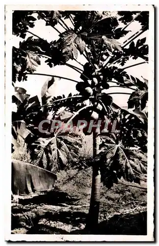 Cartes postales Cameroun papayier AEF