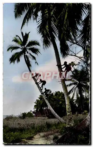 Cartes postales moderne Guinee La cueillette des noix de coco