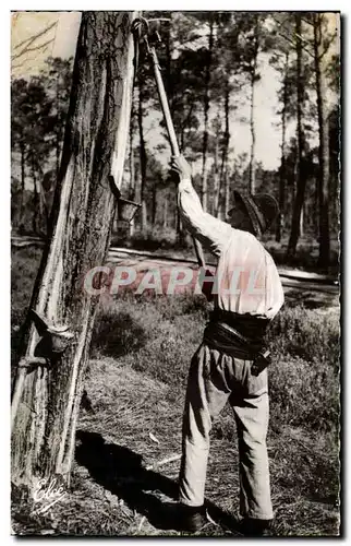 Lalande - Le Resinier au Travail - Cartes postales