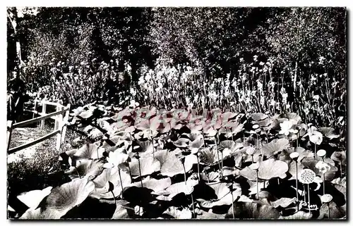 Cartes postales moderne Barbotan les Thermes Les lotus