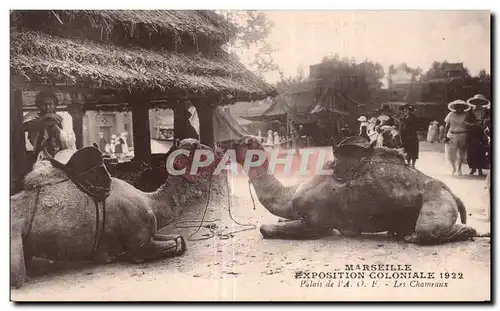 Cartes postales Marseille Exposition coloniale 1922 Palais de l AOF Les chameaux Camel Chameau