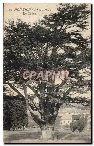 Montigny Lencoup - Cedre plante par Bernard Jussieu en 1734 - Ansichtskarte AK