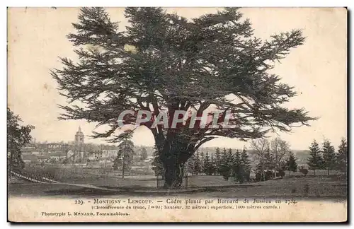 Montigny Lencoup - Cedre plante par Bernard Jussieu en 1734 - Cartes postales