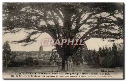 Montigny Lencoup - Cedre plante par Bernard Jussieu en 1734 - Cartes postales