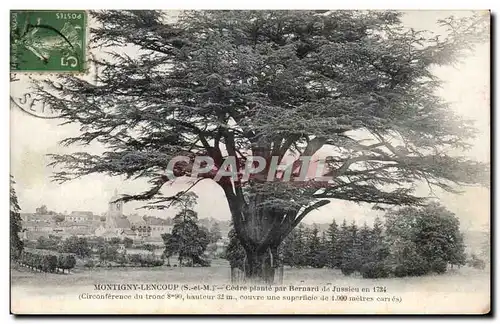 Montigny Lencoup - Cedre plante par Bernard Jussieu en 1734 - Cartes postales