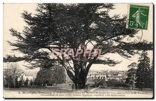 Montigny Lencoup - Cedre plante par Bernard Jussieu en 1734 - Cartes postales