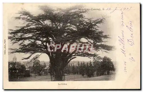 Montigny Lencoup - the Cedar - Cartes postales�