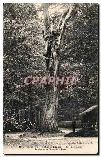 Cartes postales Foret de Fontainebleau Le Pharamond Le plus vieux chene de la foret