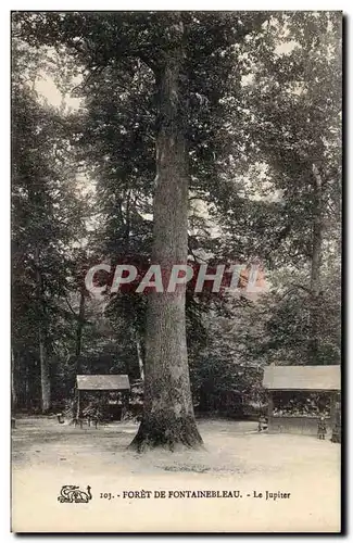 Cartes postales Fontainebleau Le jupiter Arbre