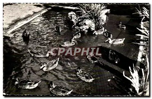 Luc sur Mer - Jardin Public - Les Canards - Cartes postales