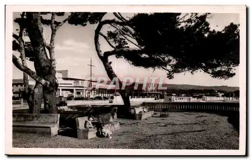 Ciotat - Pine forest of the Beach - Cartes postales�