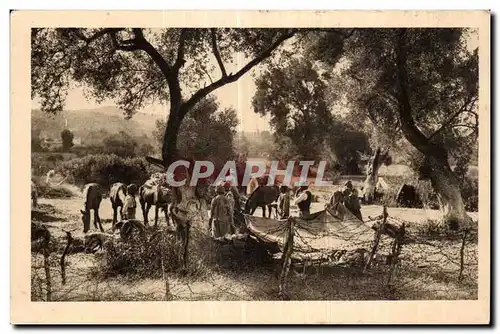 Cartes postales Militaria La guerre au Maroc Spahis au bivouac