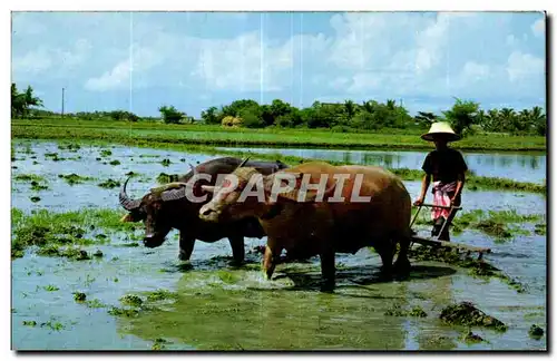 Cartes postales moderne Thailand Thailande Cultivation of the rice Riz