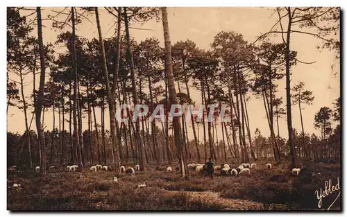 Ansichtskarte AK Dans les landes de Gascogne Passage de moutons