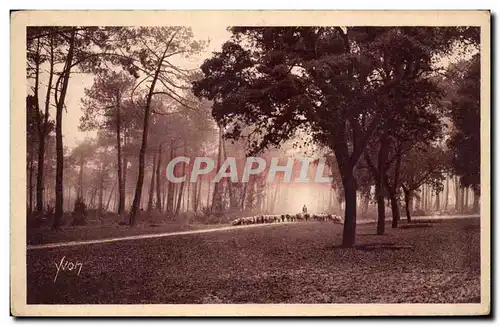 Cartes postales Hossegor Troupeau de moutons dans la foret landaise