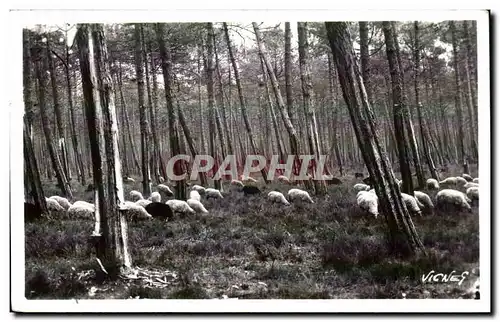 Au Pays Landais - Moutons l Hiver en Forret - Ansichtskarte AK