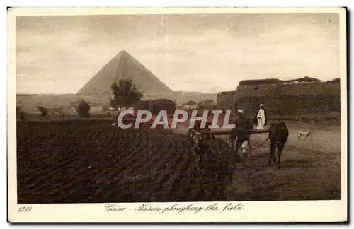 Afrique - Africa - Egypte - Egypt - Le Caire - Cairo - ploughing the fields - Ansichtskarte AK