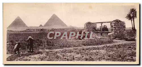 Afrique - Africa - Egypte - Egypt - Scene Champetre au pied des Pyramides - Ansichtskarte AK