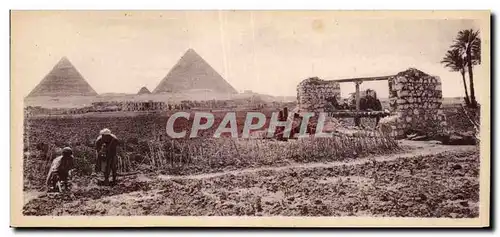 Afrique - Africa - Egypte - Egypt - Scene Champetre au pied des Pyramides - Cartes postales