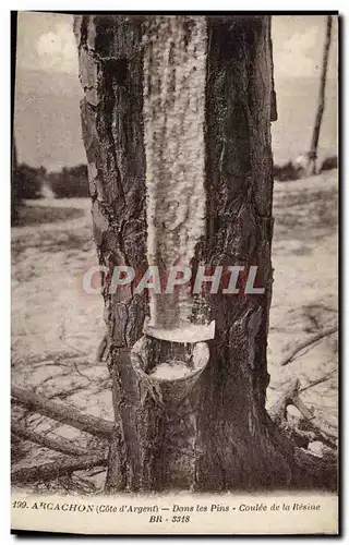 Cartes postales Arcachon Cote d Argent Dans les Pins Coulee de la Resine