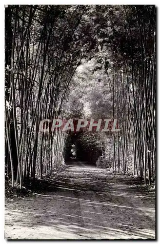 Cartes postales Gard Allee de Banbous Longueur 400 metres bamboo Generargues