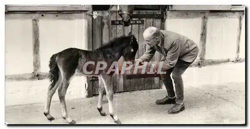 Animaux - Animals - Chevaux - Horse - foul - Cartes postales moderne