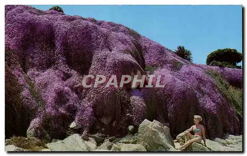 Ansichtskarte AK The Magic Carpet pacific Grove California An Intriguing View of the Magic Carpet Alongside the r