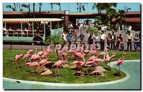 Cartes postales Animal Color Series From the San Diego