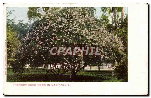 Cartes postales Pioneer Pose Tree In California