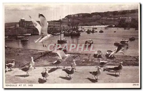 Cartes postales Seagulls at St IVES