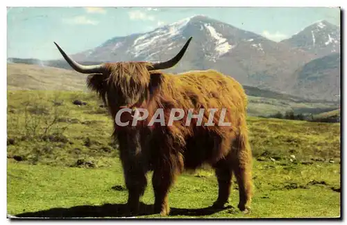 Ansichtskarte AK A Monarch of the Glen Vache Cow Ecosse Scotland