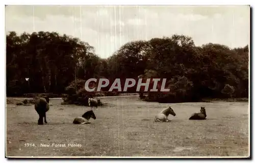 Cartes postales New Forest Ponies Cheval Horse