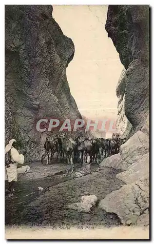 Cartes postales Algerie Chameaux Camel