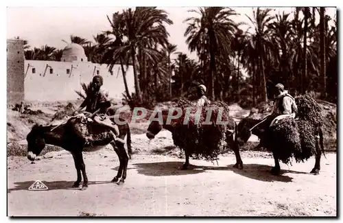 Cartes postales Algerie Scenes et Types Retour a I oasis Ane Donkey Datiers