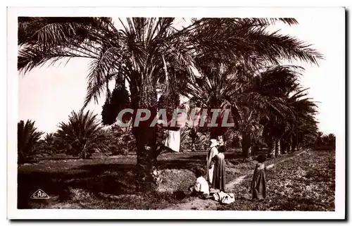 Cartes postales Algerie La Cueillette des Dattes