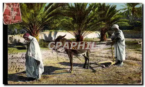 Cartes postales Algerie Attelage ane Donkey