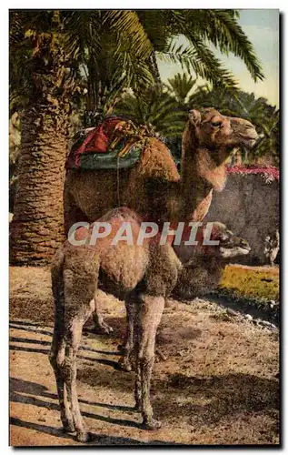 Cartes postales Algerie Chamelle avec son petit Chameau Camel